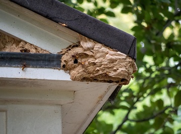 Désinsectisation : destruction de nids d'insectes du côté de Nantes