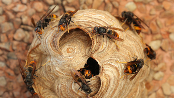 Désinsectisation : faites appel à un professionnel pour éliminer les insectes qui ont envahi votre habitation ou local professionnel !